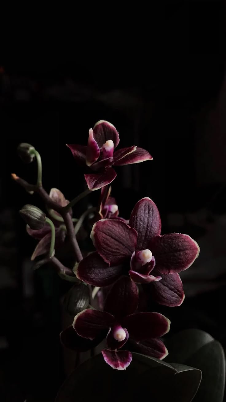 Orchid