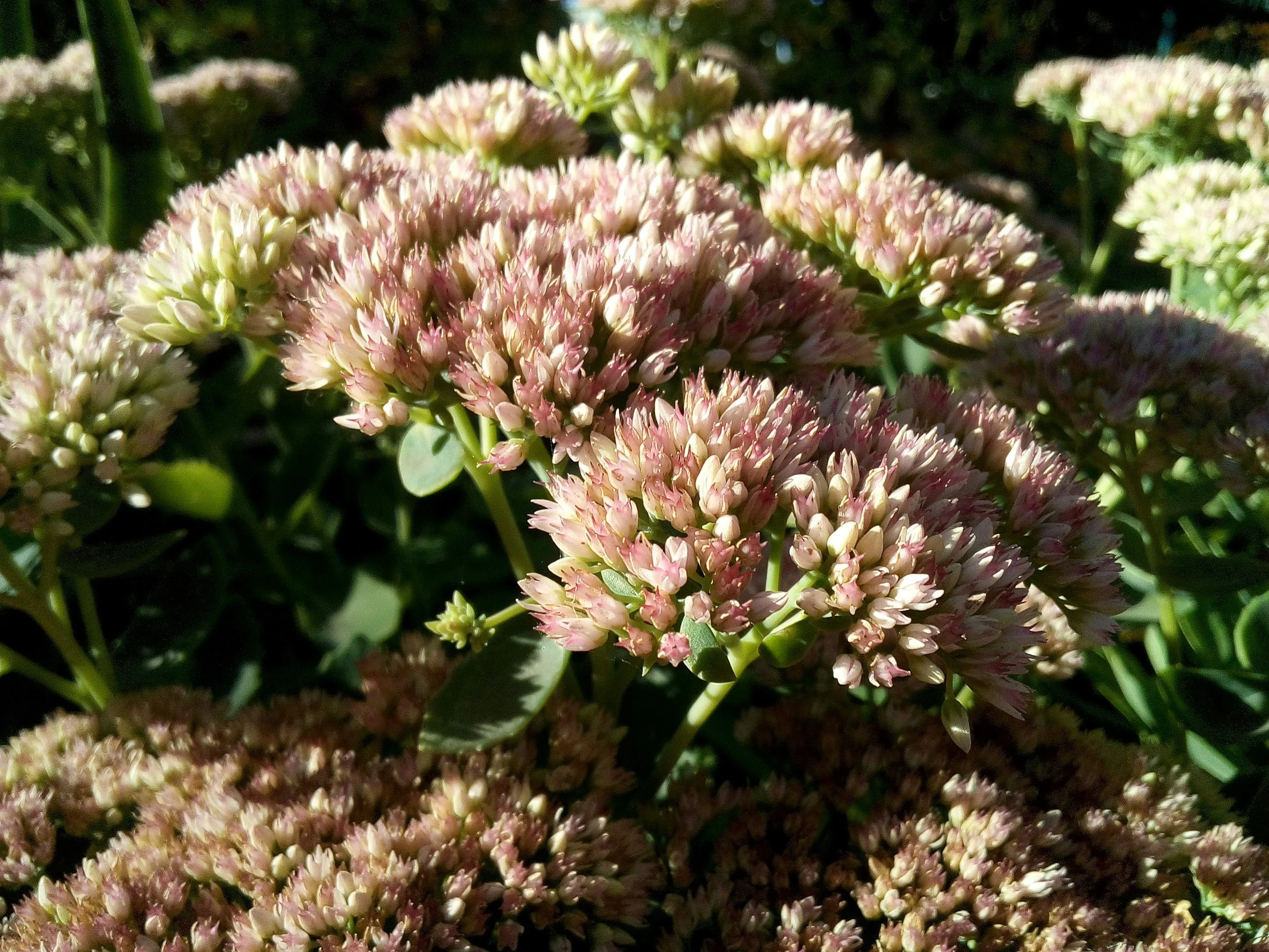 An Elegy for Unbloomed Flowers