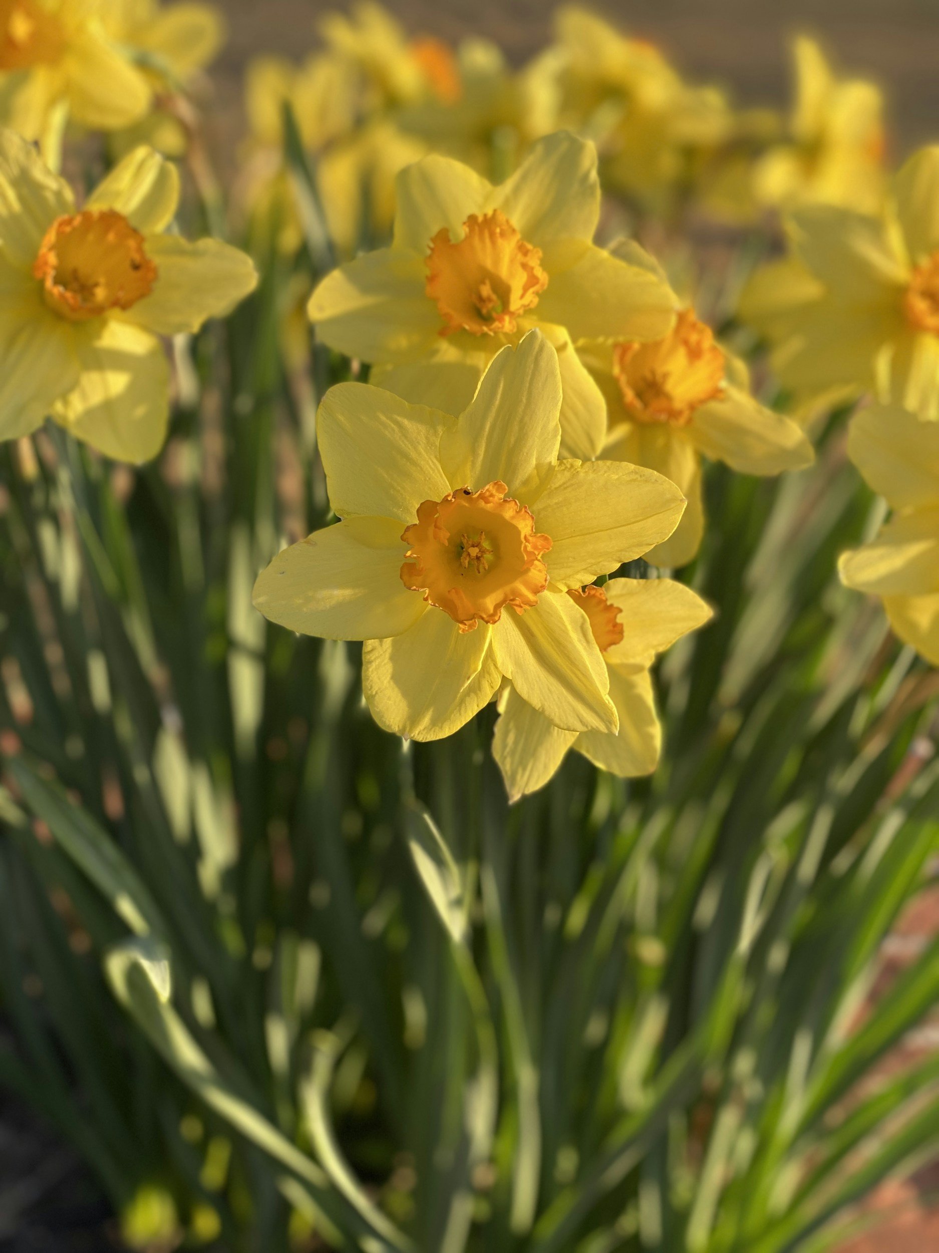 One Pound Daffodils