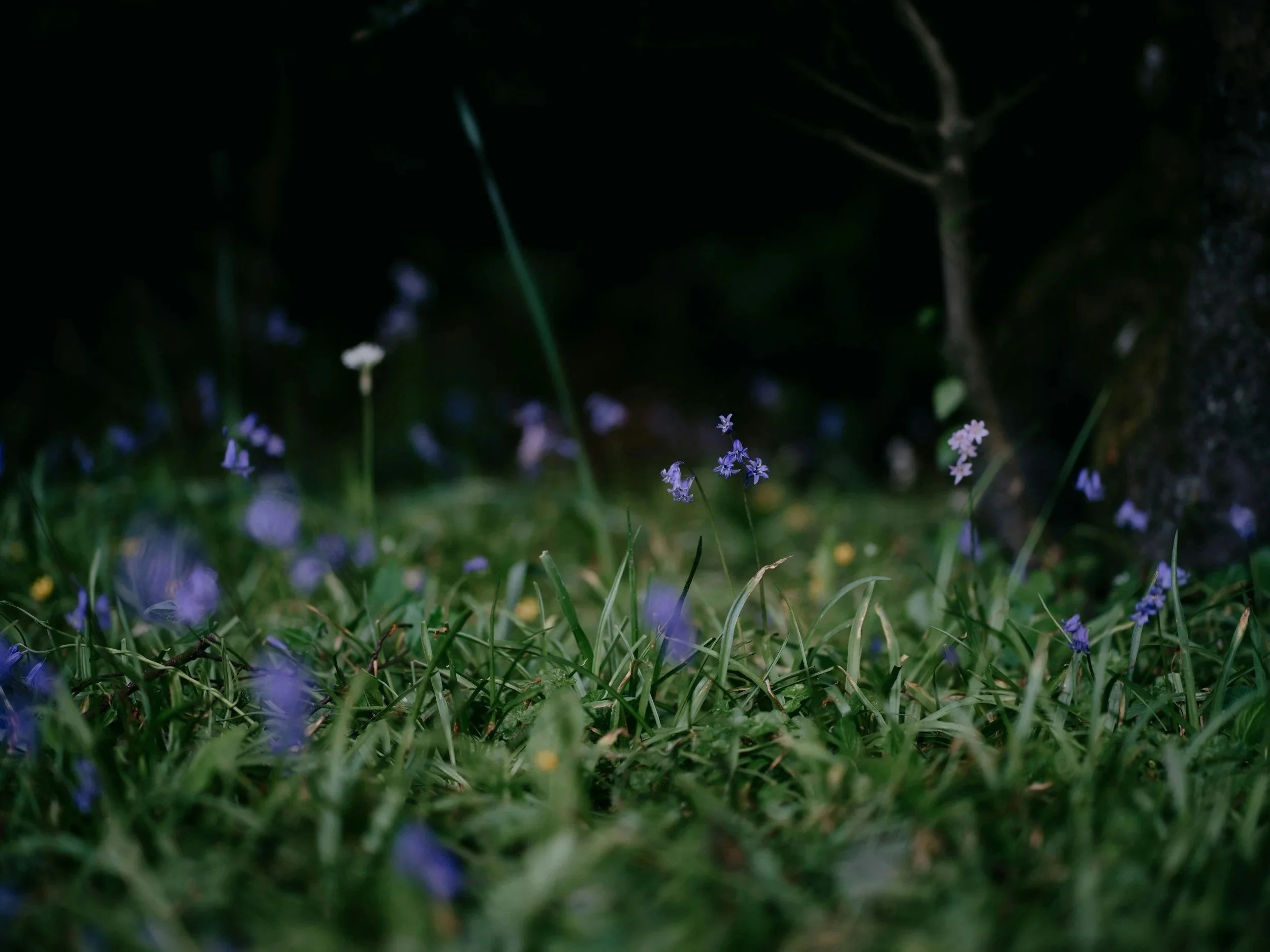 Graveside Bluebells