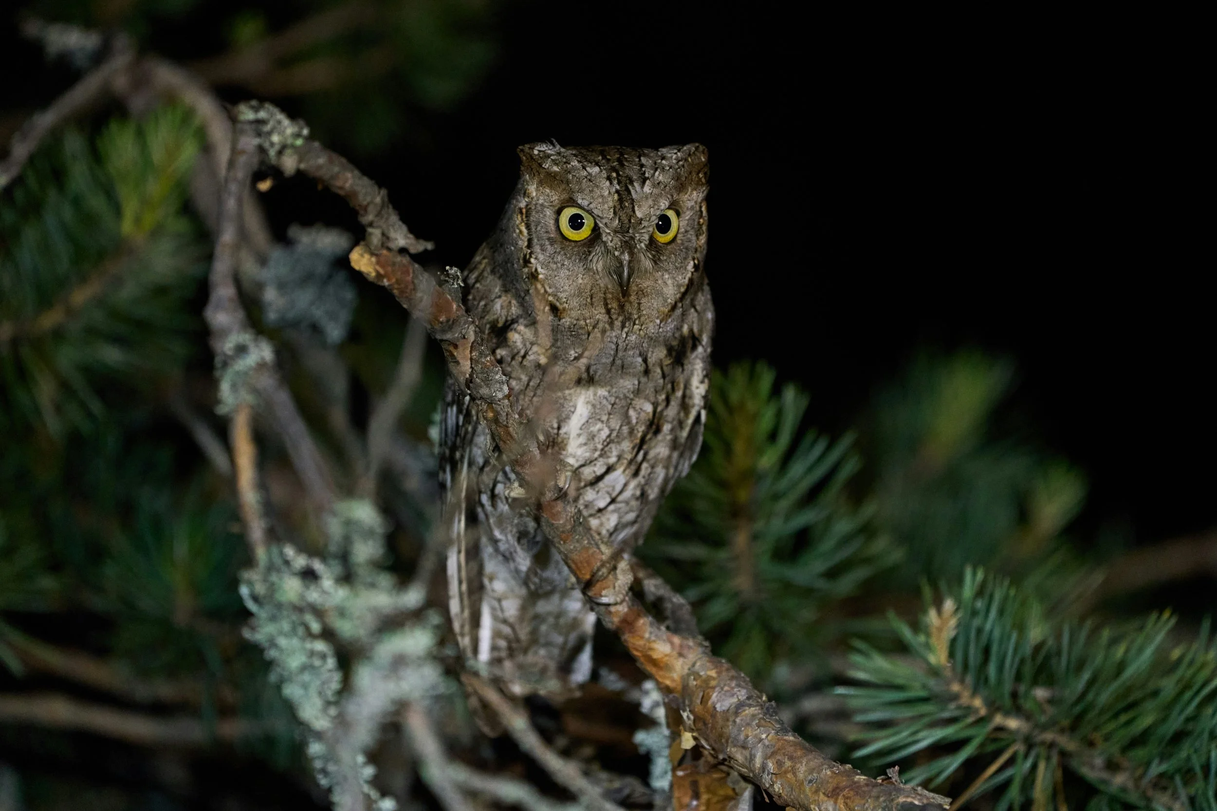 A Kindness of Owls