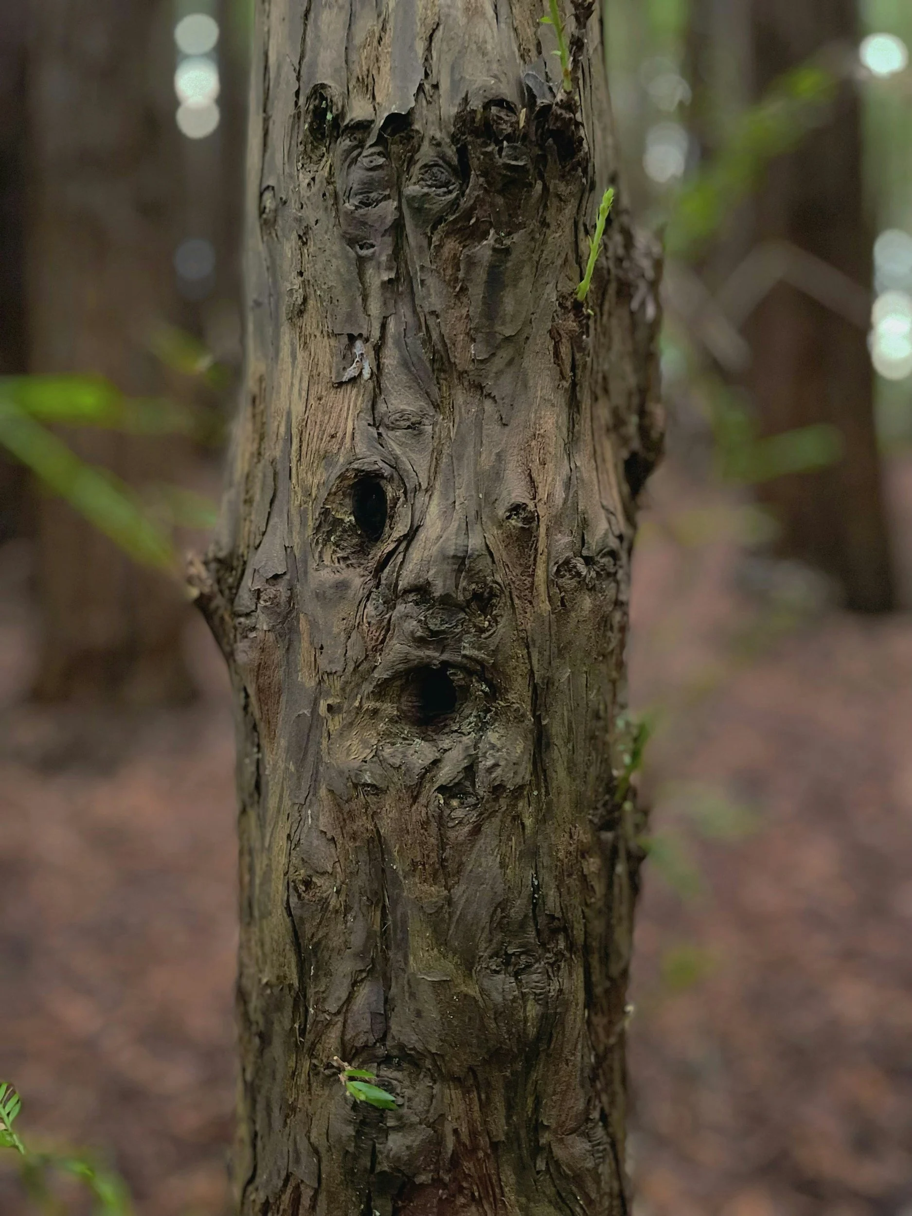 I No Longer Pass by the Tree