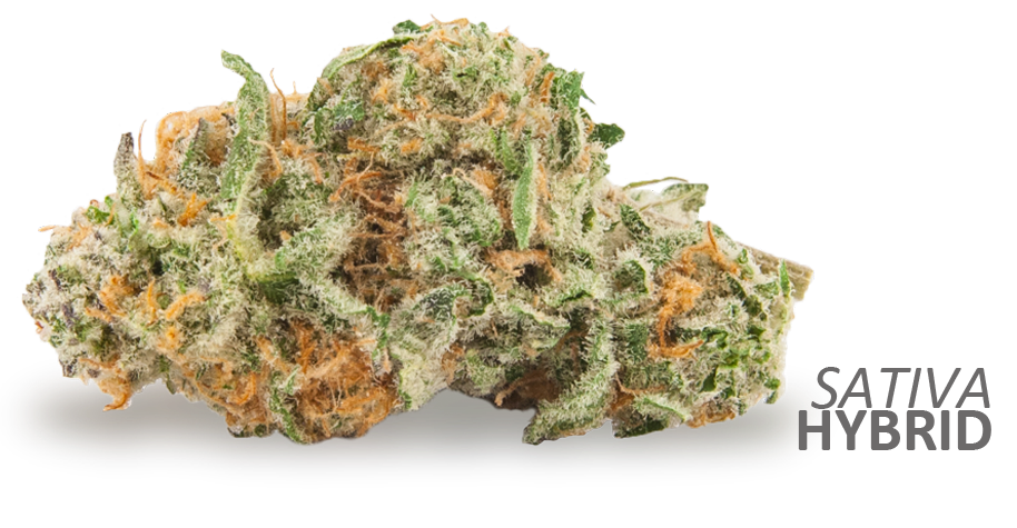 Magnum PI - Sativa Hybrid