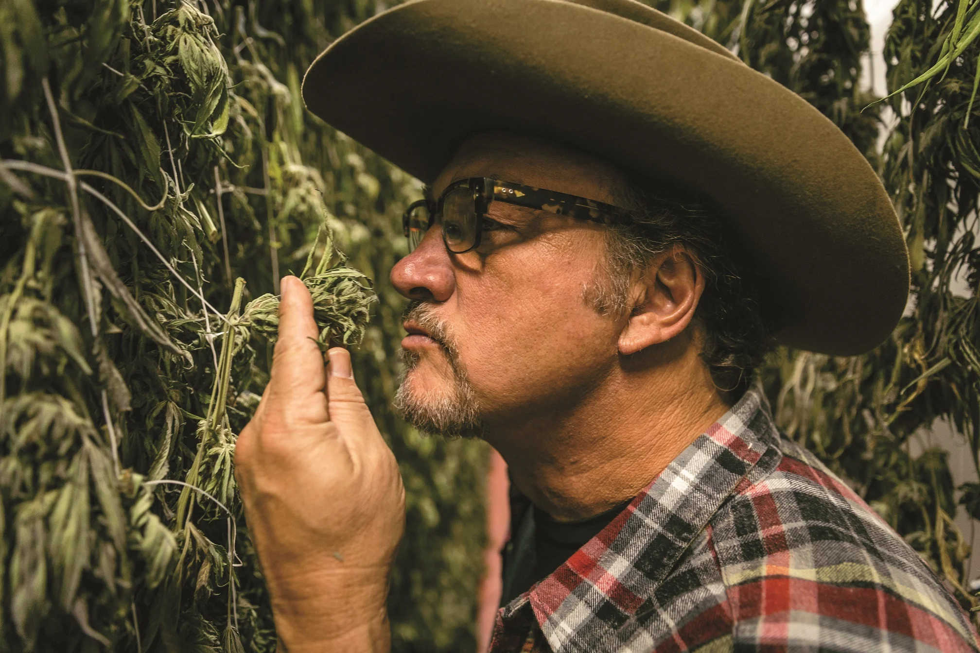 Jim Belushi and cannabis 