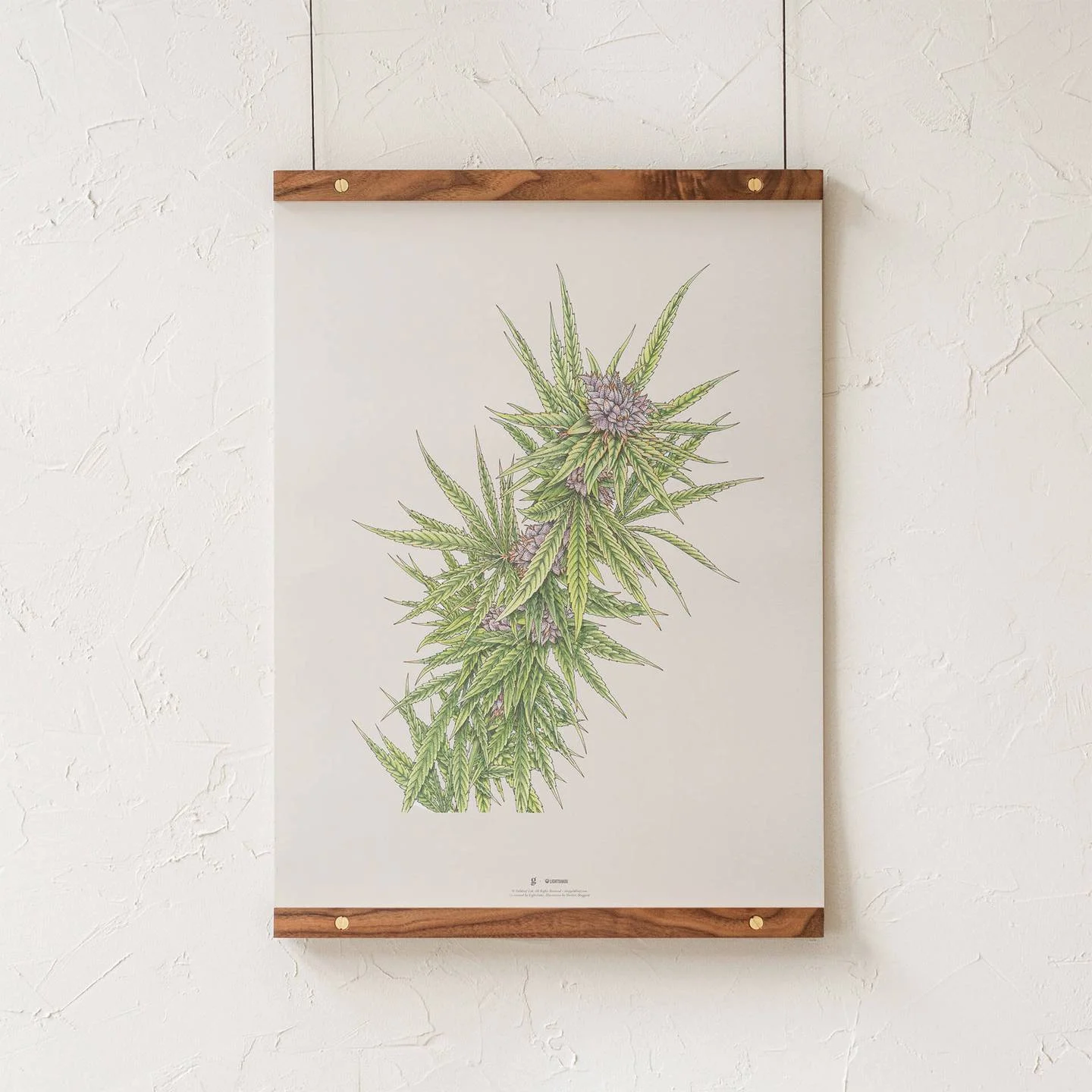 bluedream-18-walnut_1440x.jpg