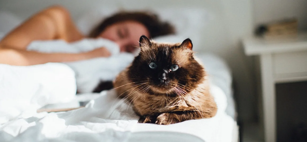 Sleeping With CBN