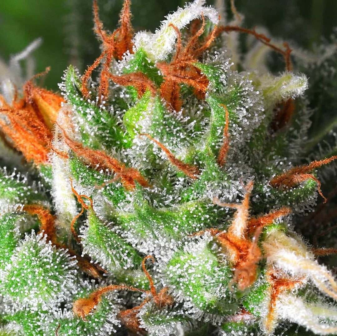 This winner of the 2010 Cannabis Cup was created by the illustrious Barney&rsquo;s Farm and is by all measures a strain for connoisseurs. Its ability to knock out physical discomfort while increasing energy is what makes it so special.

www.cannconno