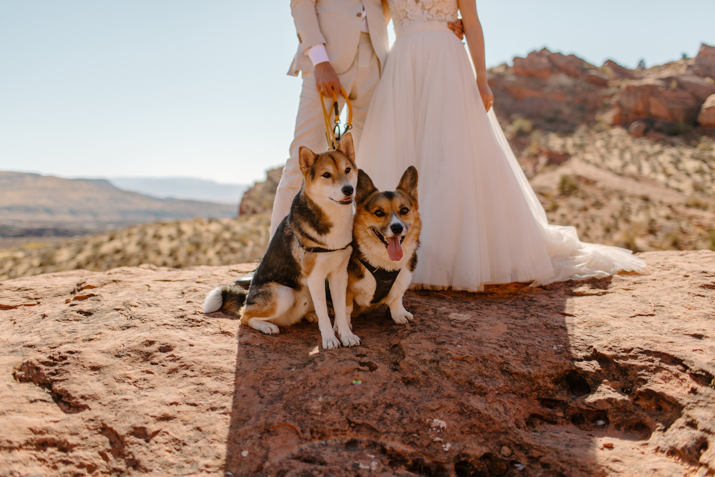  Close up of a corgi and shiba inu sitting at the feet of a Utah elopement couple in St. George Utah. Utah elopement photographer, Lucy B. Photography. 