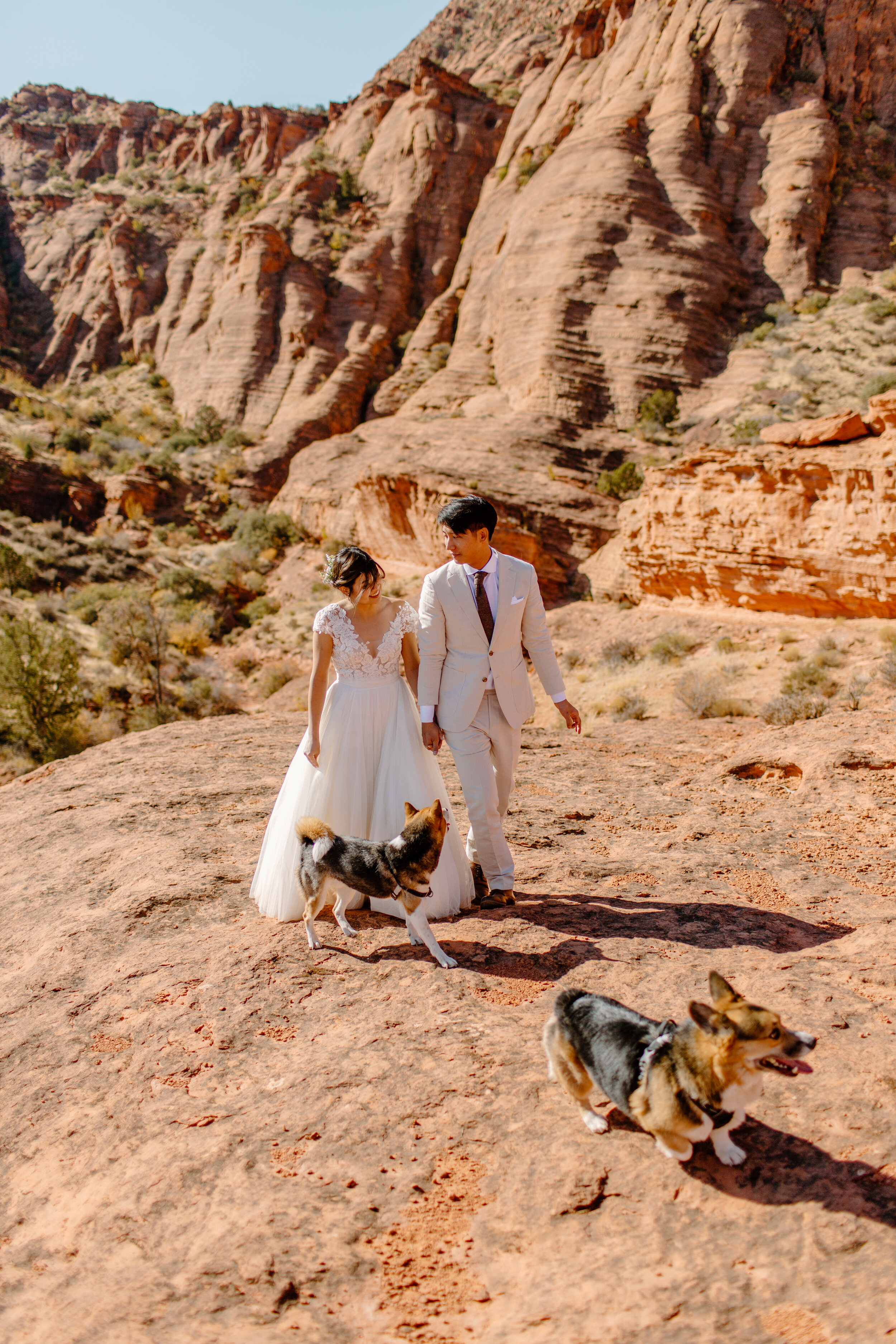  Utah elopement couple walks their dogs in front of mountain landscape in St. George Utah. Utah elopement photographer, Lucy B. Photography. 