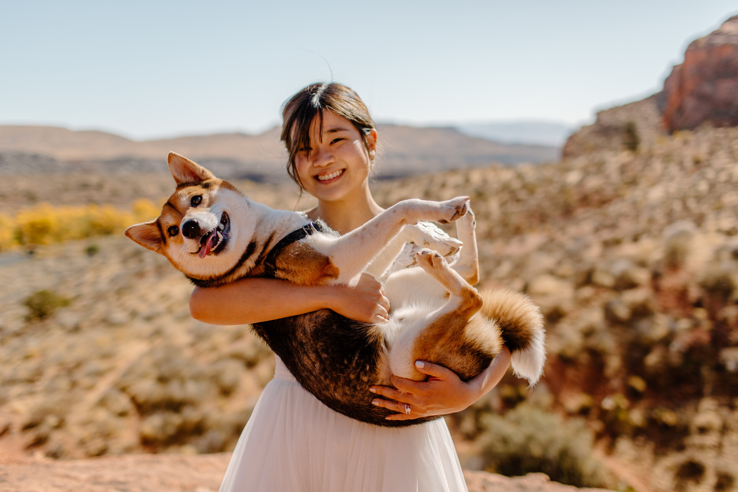  Utah elopement bride holds her shiba inu in her arms in front of a mountain landscape in St. George Utah. Utah elopement photographer, Lucy B. Photography. 