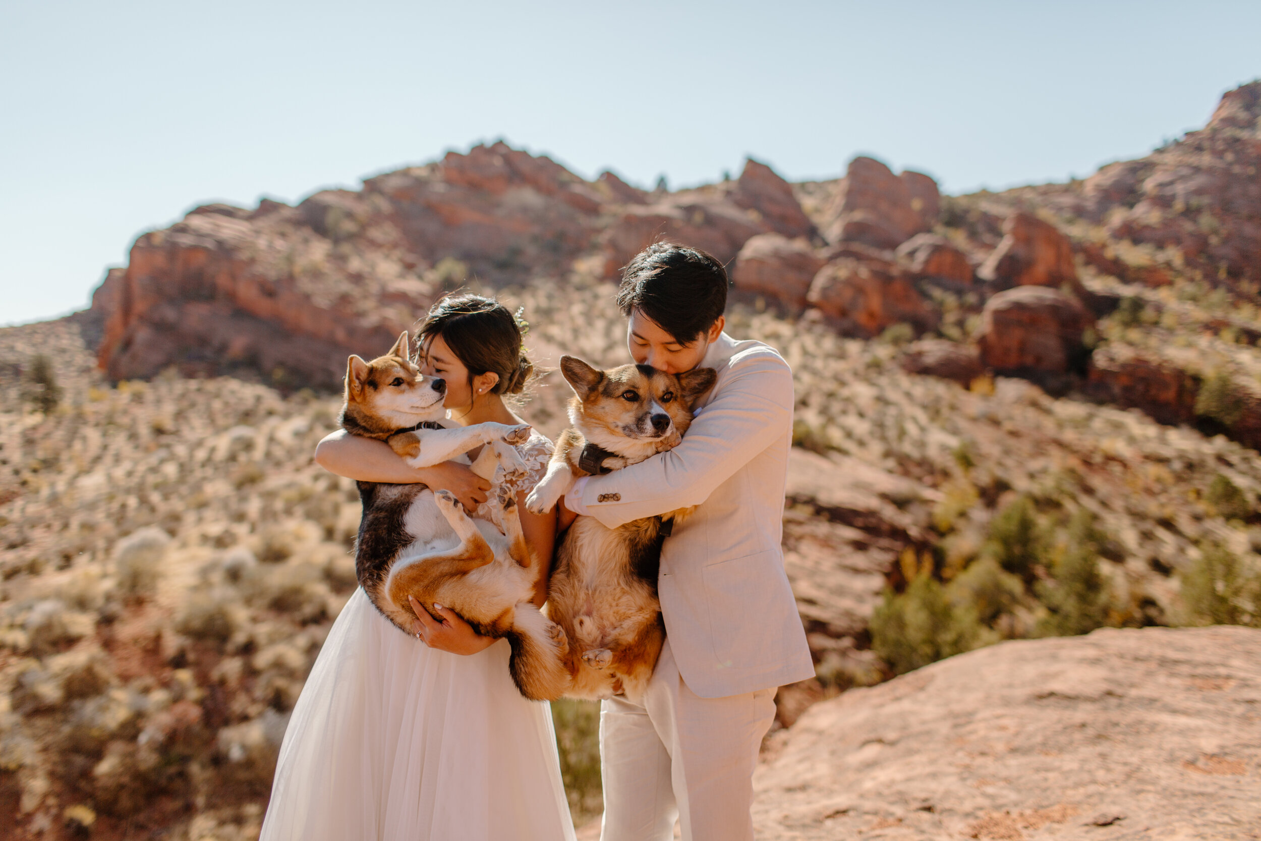  Utah elopement couple holds their corgi and shiba inu and kisses them in front of a mountain in St. George Utah. Utah elopement photographer, Lucy B. Photography. 
