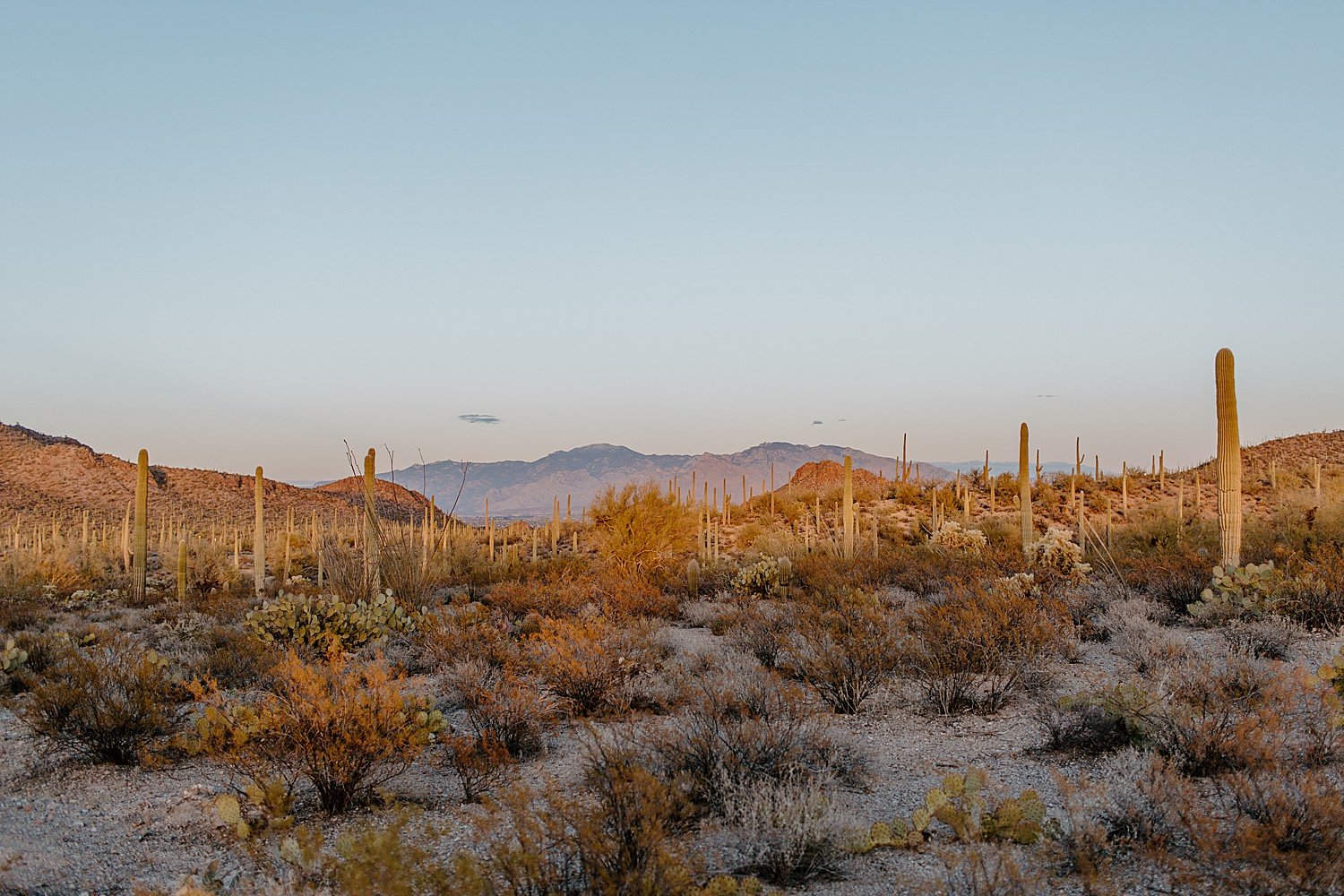 tucson-engagement-session-AmandaDaniel_0013.jpg