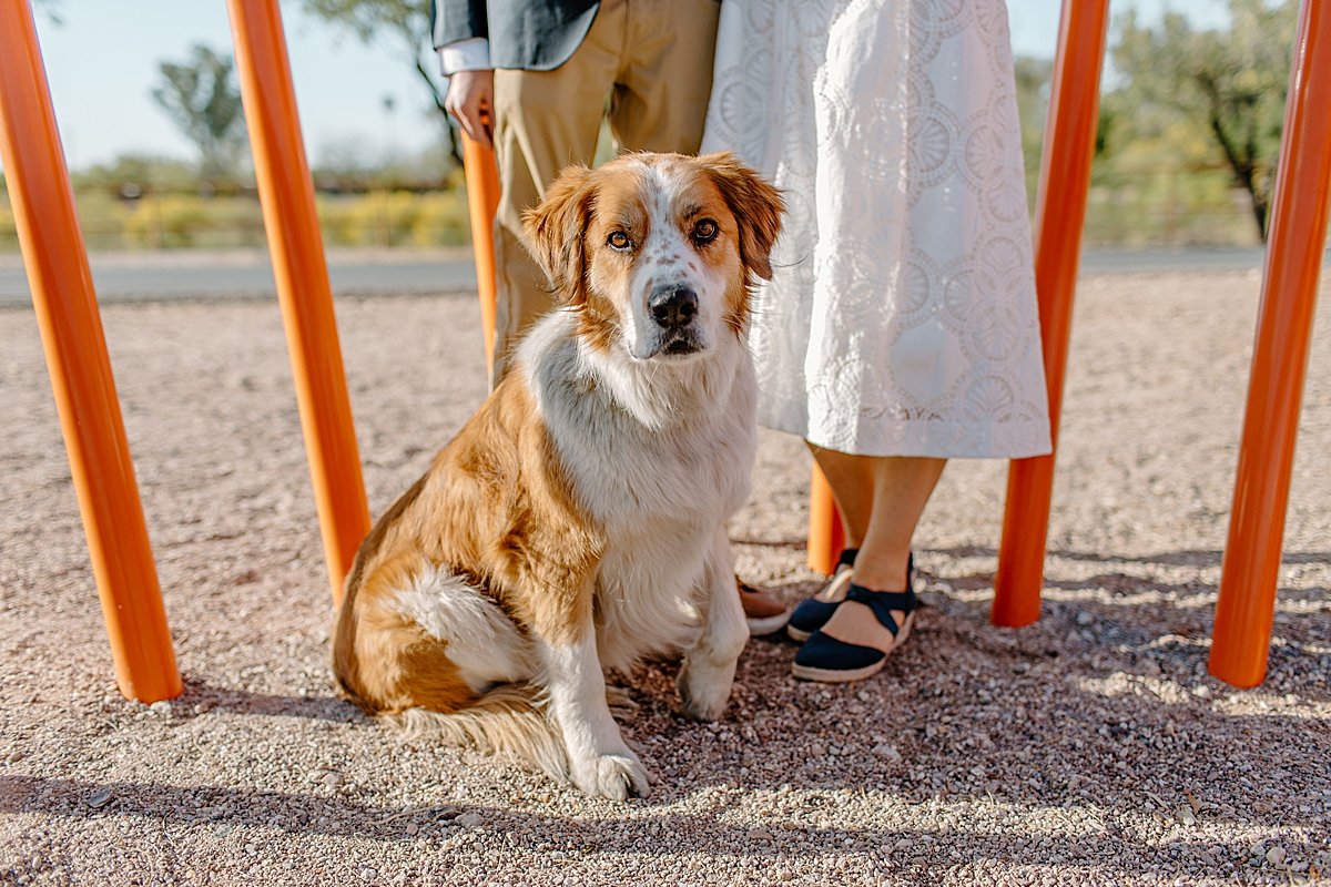  downtown Tucson engagement session with portrait of couples dog in Tucson  