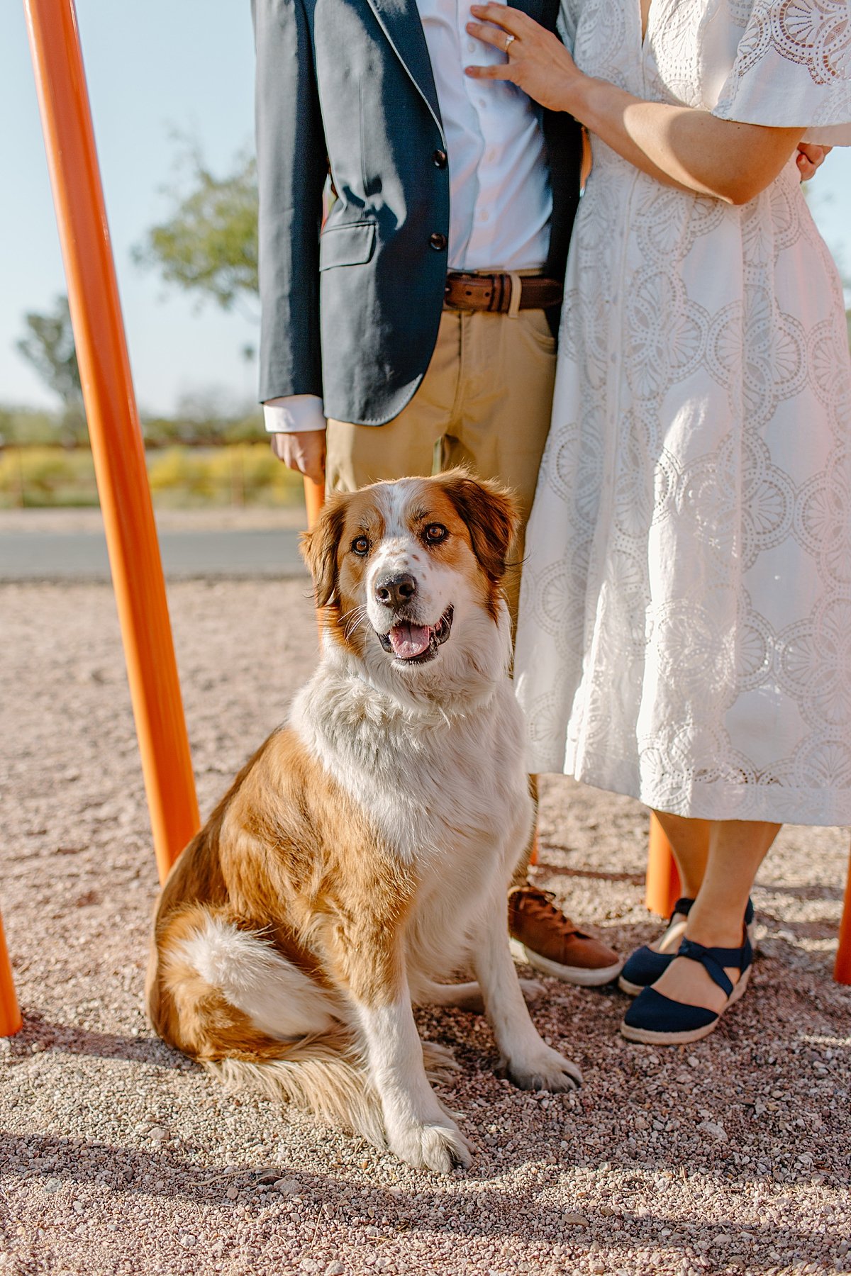  engaged couples dog sits on leash during session with Arizona couples photographer 