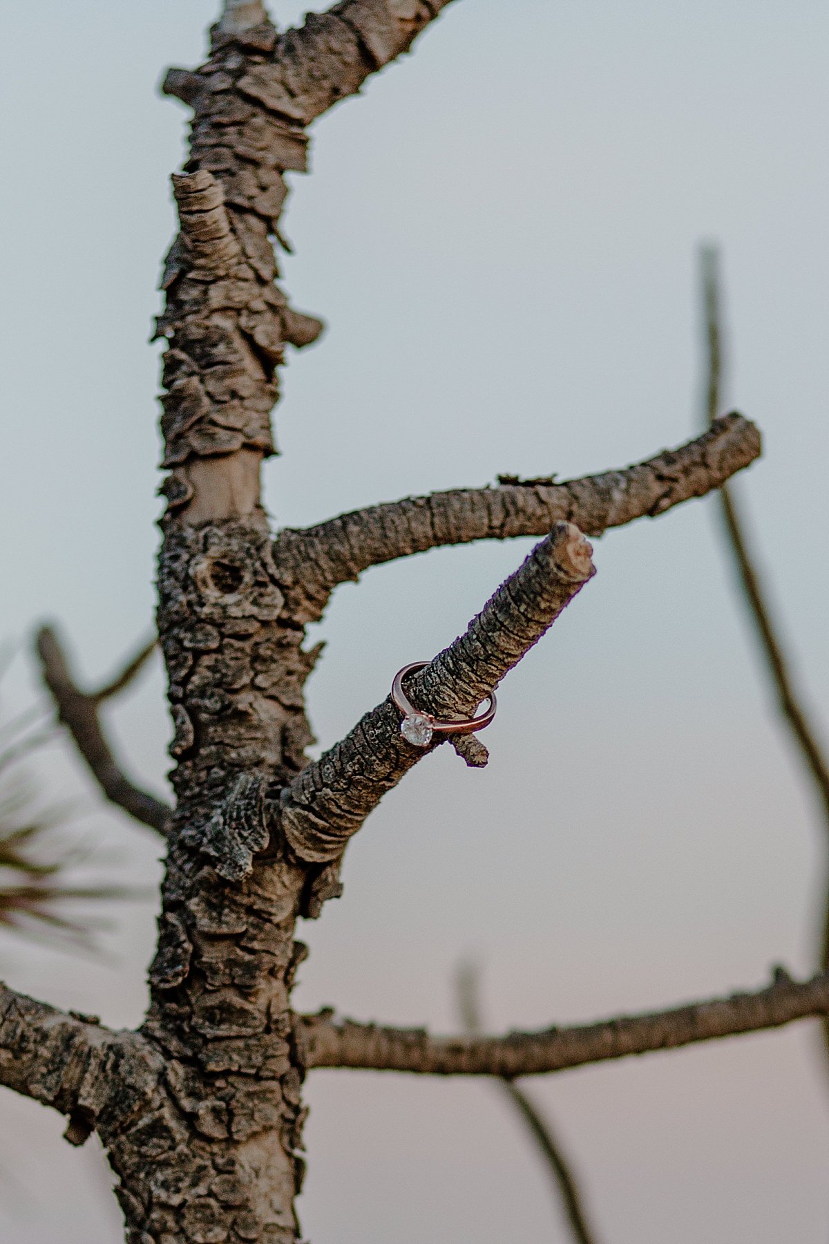  diamond engagement ring on tree limb at Sunset by Utah couples photographer 