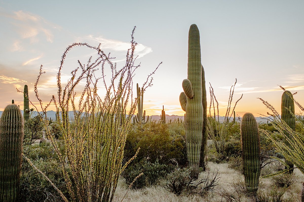  cactus in the desert by Tucson Elopement photographer 