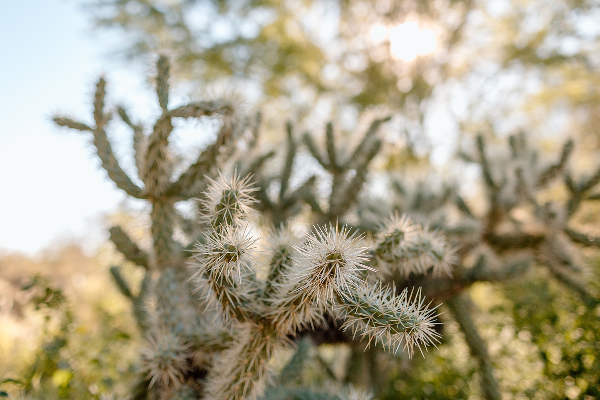  spiny cactus at Tucson botanical gardens ceremony 