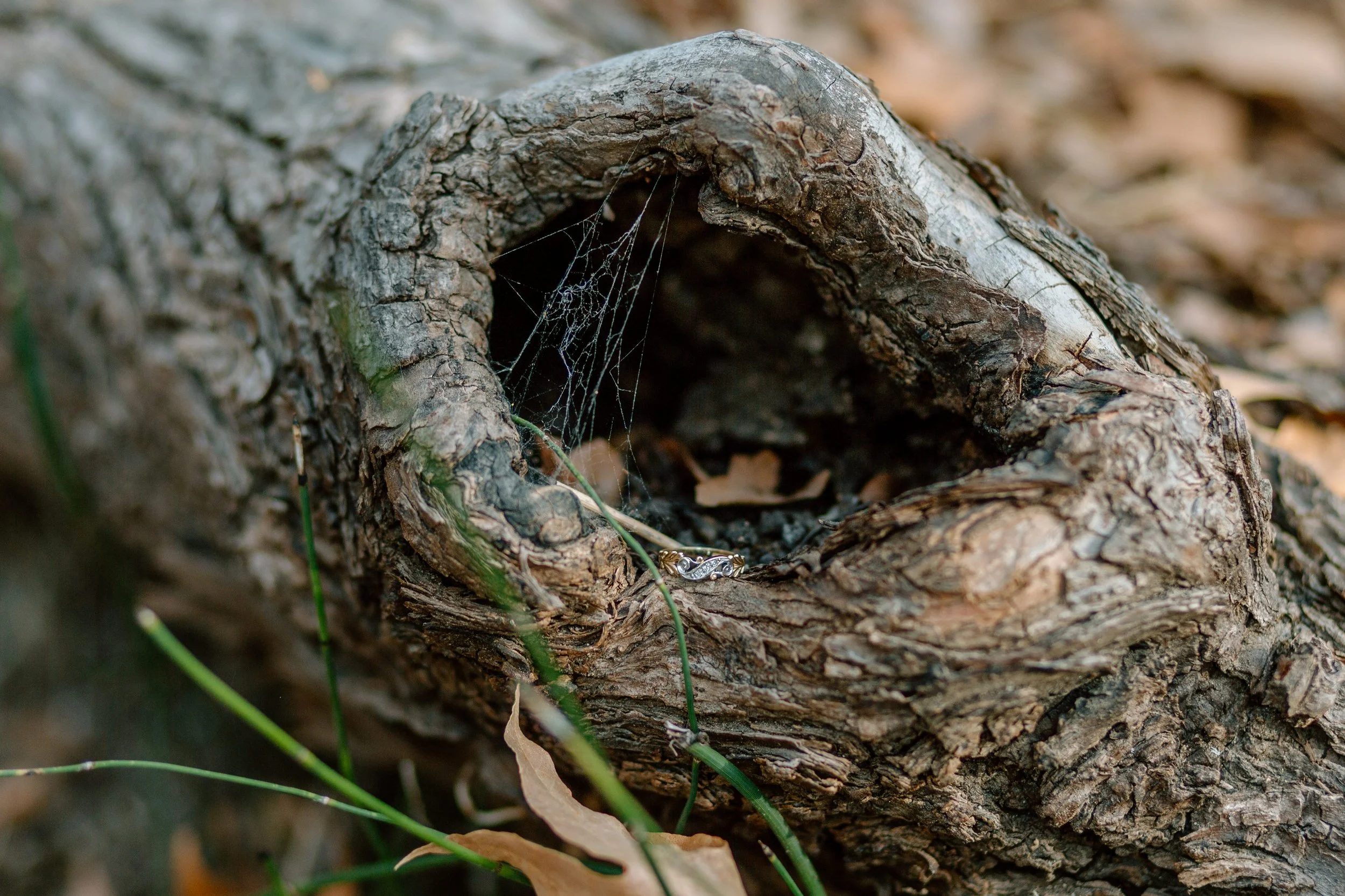  engagement ring sitting in a knot of wood with a spider web by Tucson engagement photographer 