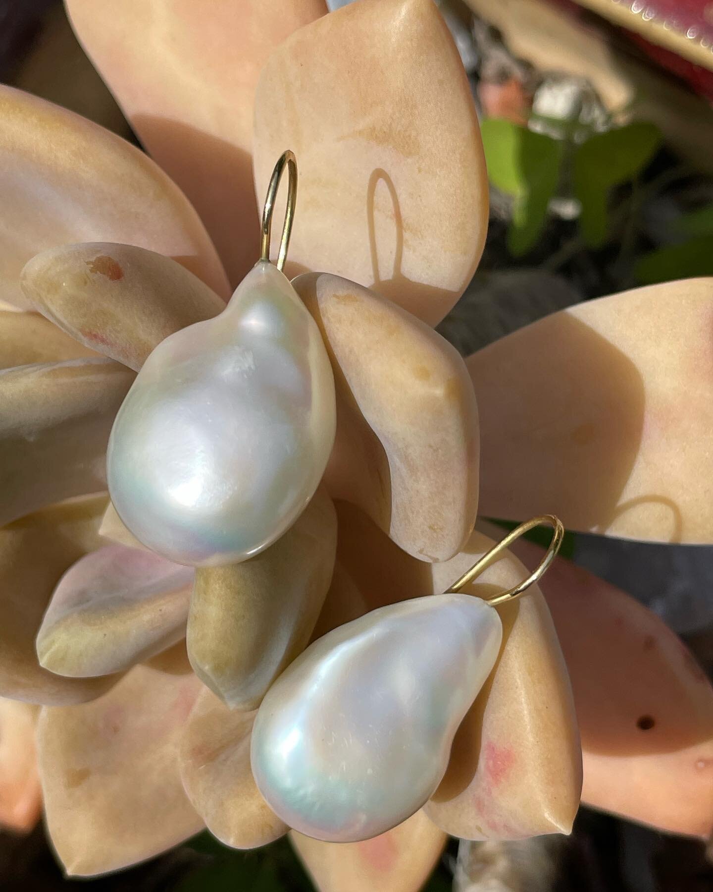 Succulent pearls and other things blooming at Fibula