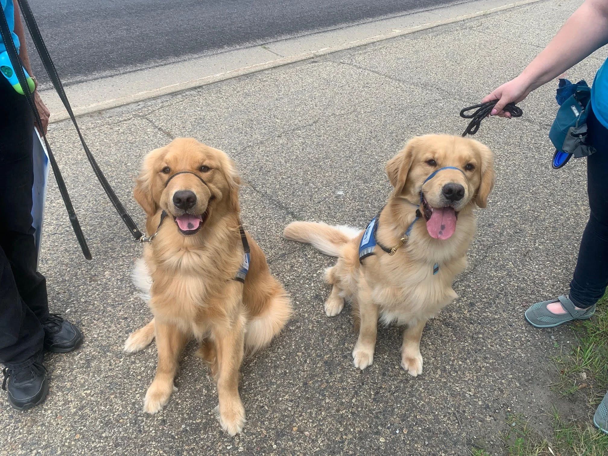 Helping Paws Event Raises Money for Service Dogs