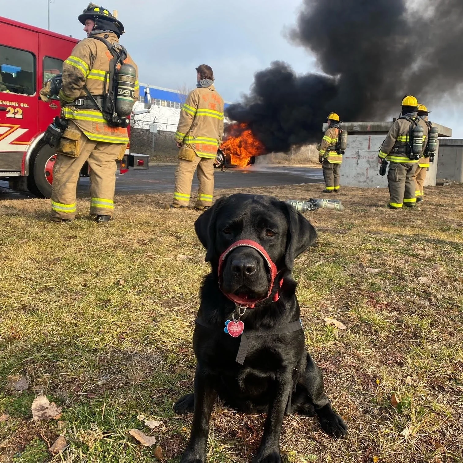 St. Paul Firehouse Dog Helps Rescue the Rescuers 