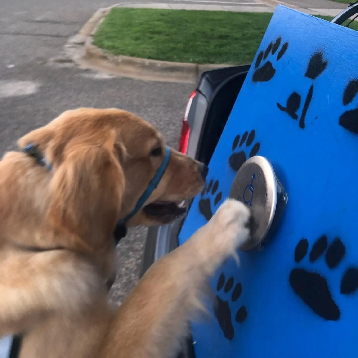 Helping Paws Service Dogs Show Off Skills at the Fair