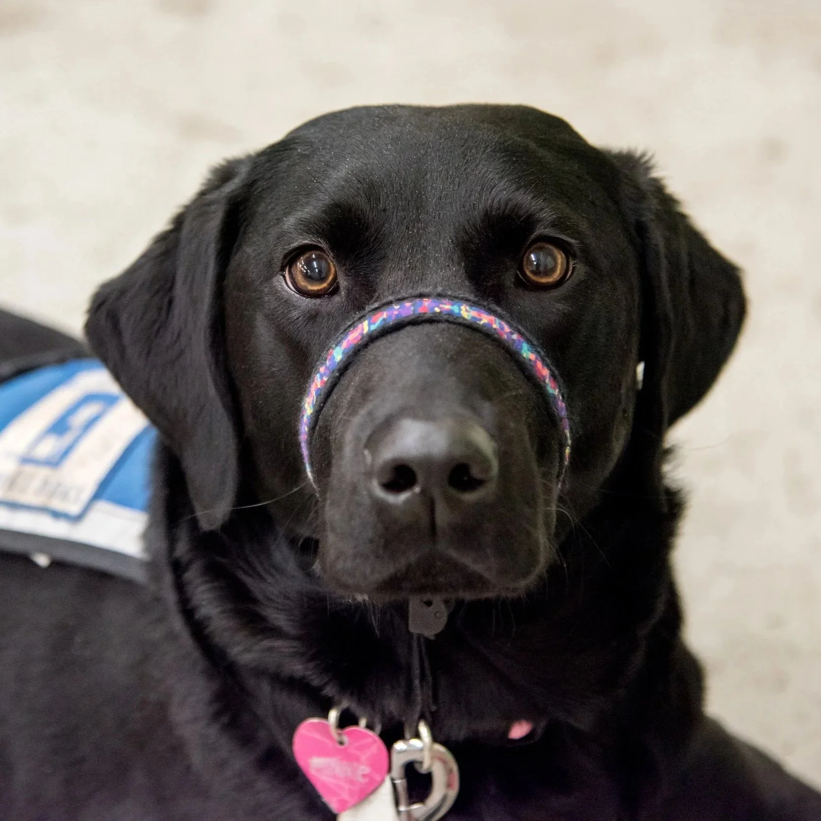 New Fund for Training Service Dogs Created in Honor of Hortmans and Their Golden Retriever Gilbert