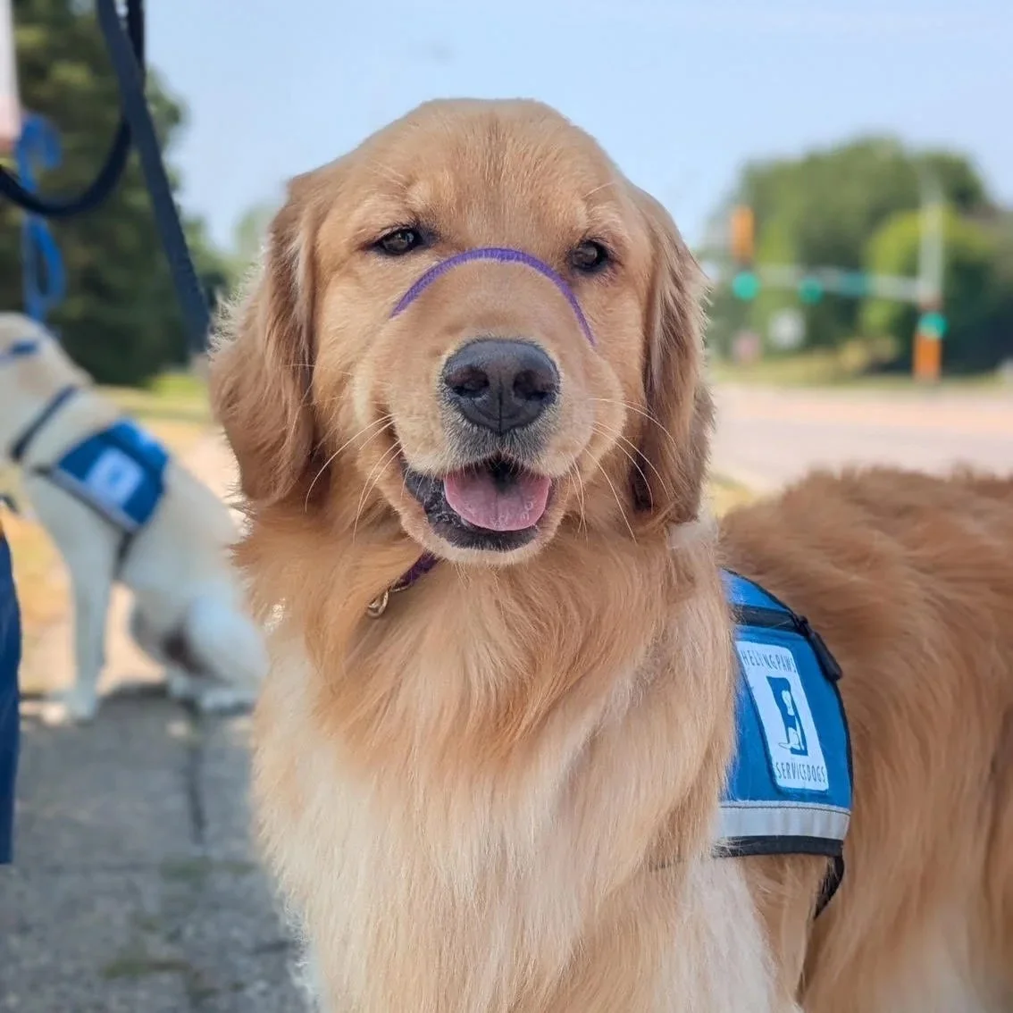 BBQ Fundraiser to Support Minnesota Service Dog Non-Profit 'Helping Paws'