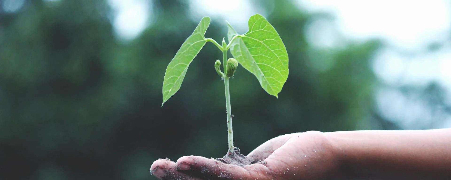 agriculture-growth-hand-1072824.jpg