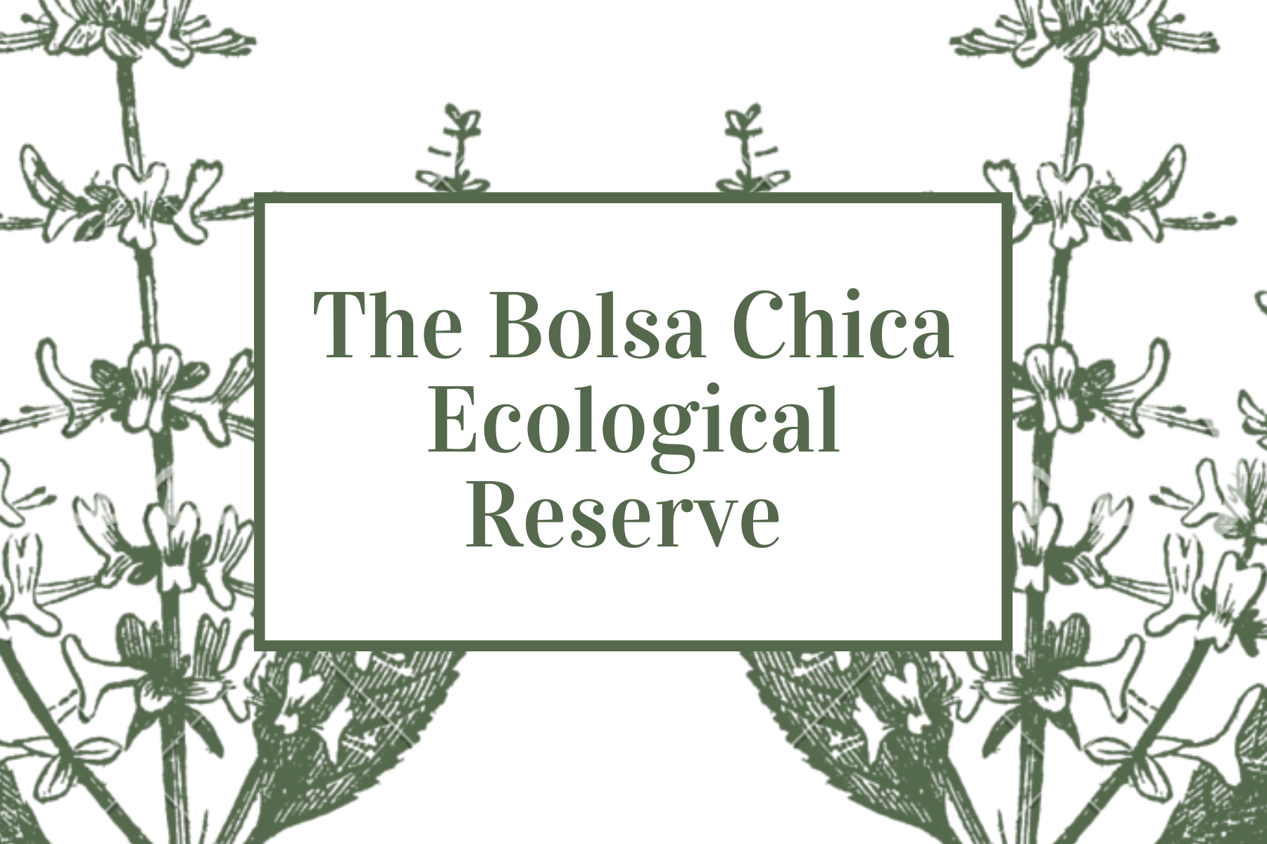 Nature Calls: The Bolsa Chica Ecological Reserve