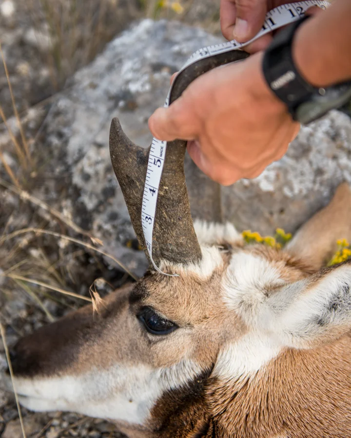 3 Tips to Better Photograph an Antelope Hunt