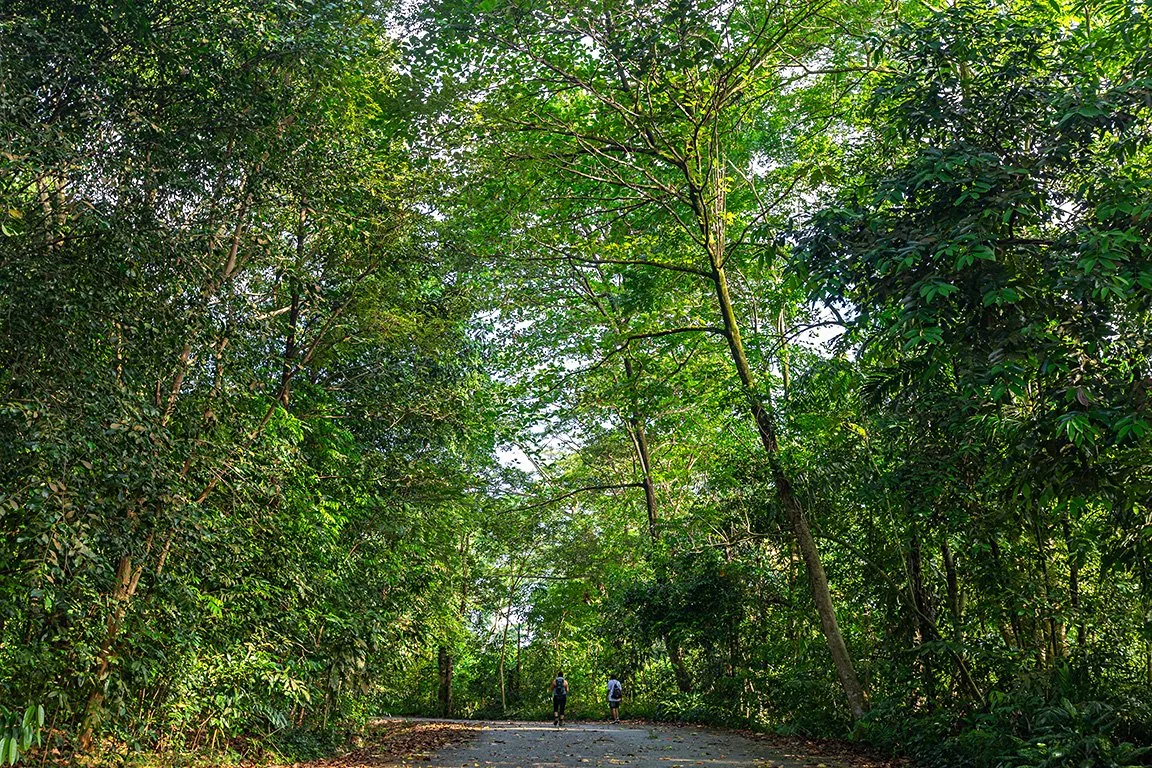 Discover scenic trails and lush green spaces in Singapore. Escape the city, enjoy fresh air, and relax in nature’s peaceful embrace. Our photographer will navigate the way to save you time. Book our Private Photography Tour.