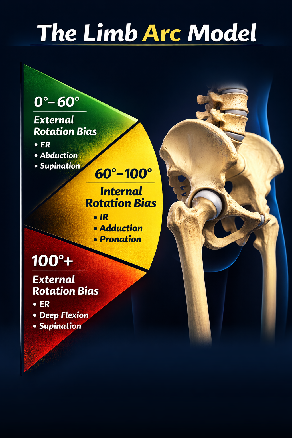 Limb Arc Model diagram by Bill Hartman showing hip rotation bias across ranges of hip flexion