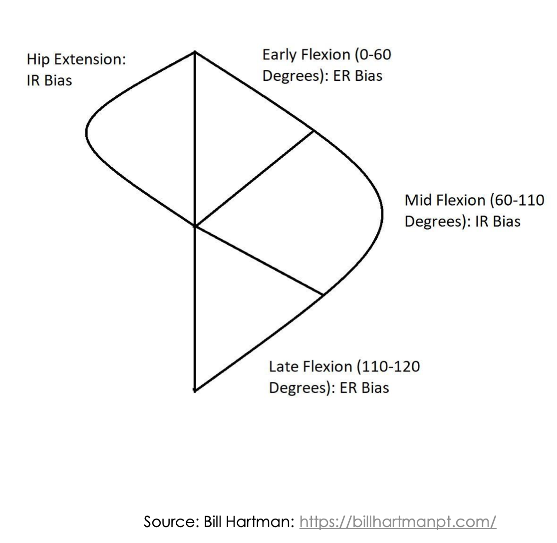 The Limb Arc Model diagram by Bill Hartman illustrating hip rotation through range of motion