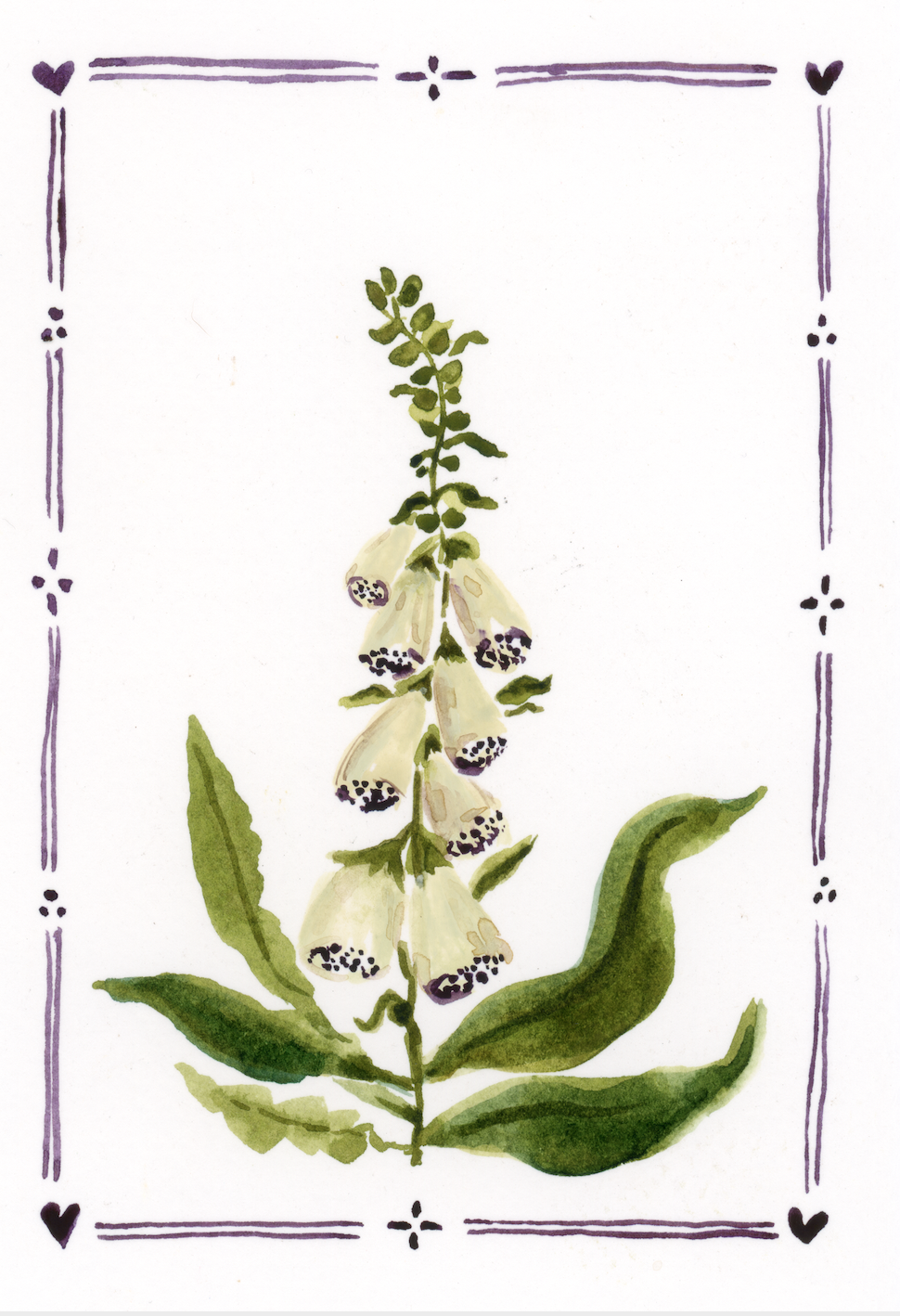 FOXGLOVES.png