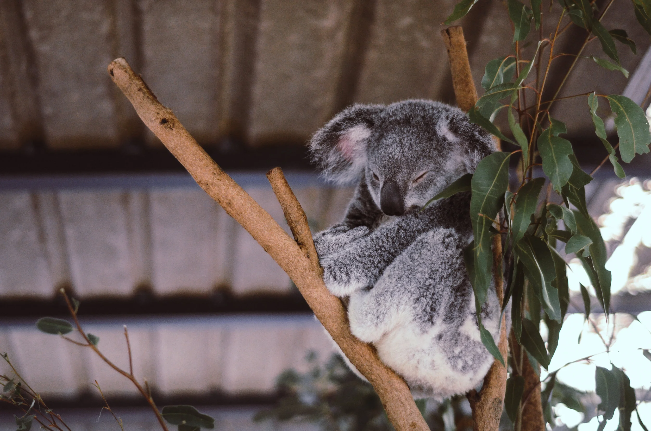 Eucalyptus for your Brain?