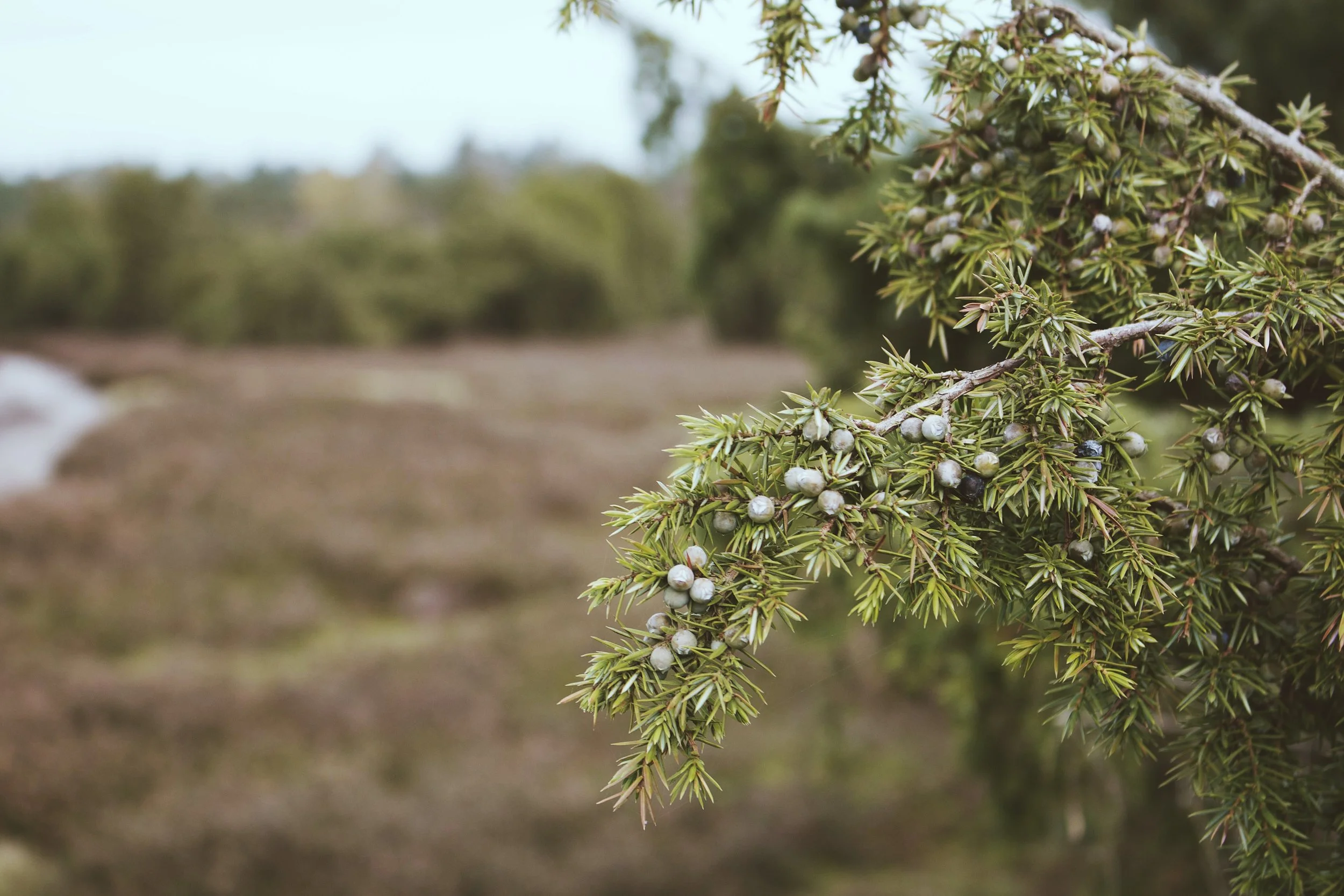 Juniper Berry