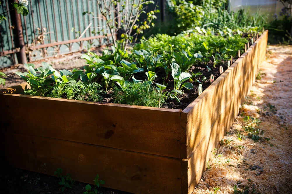Raised Bed Garden