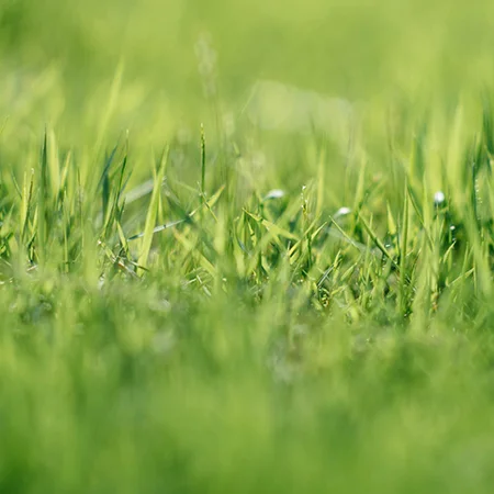 Close up of a green lawn