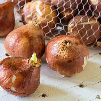 Bag of Flowering Bulbs