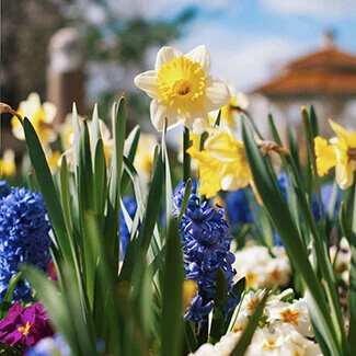Daffodils and hyacinths in garden
