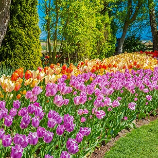 Grouping of tulips in flowerbed