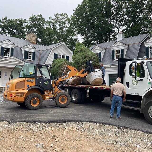 First delivery of trees on our Wellesley Project with @dslandarch @whitlabrothersbuilders @patrickahearnarchitect thank you @selecthorticulture !😎👊