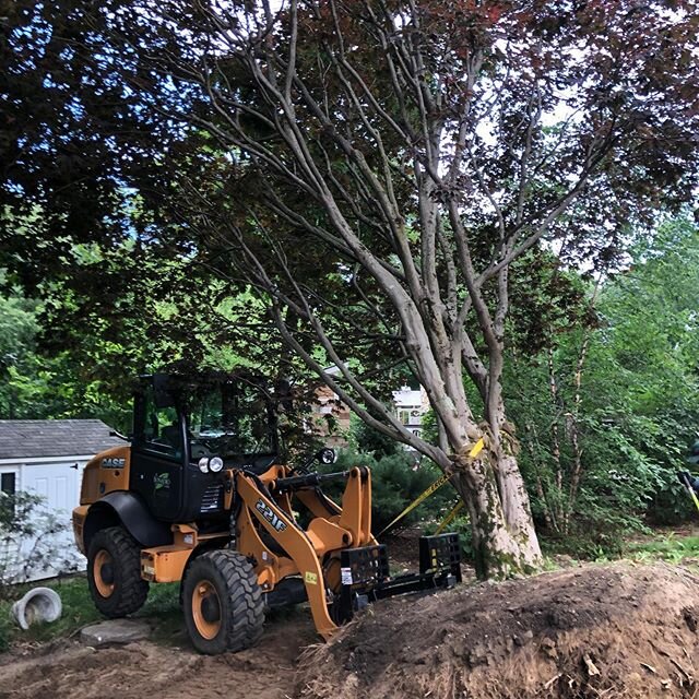 Brought our tipping weight to the max today transplanting this maple with @dslandarch @whitlabrothersbuilders 
#goodtimes😊