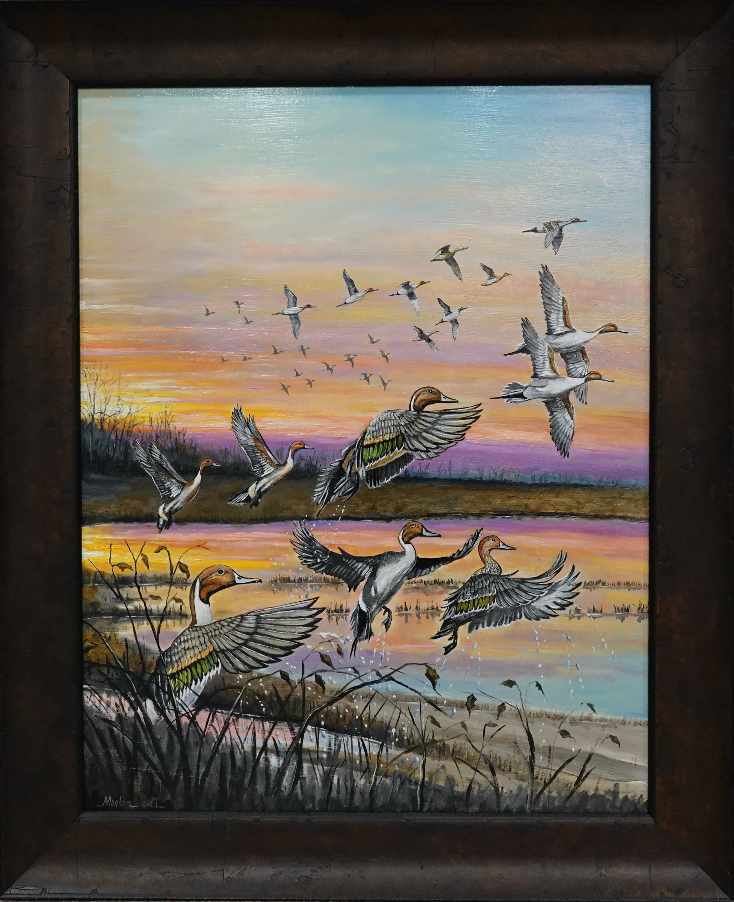 Pintail Evening, 38.5x31.5" Framed.