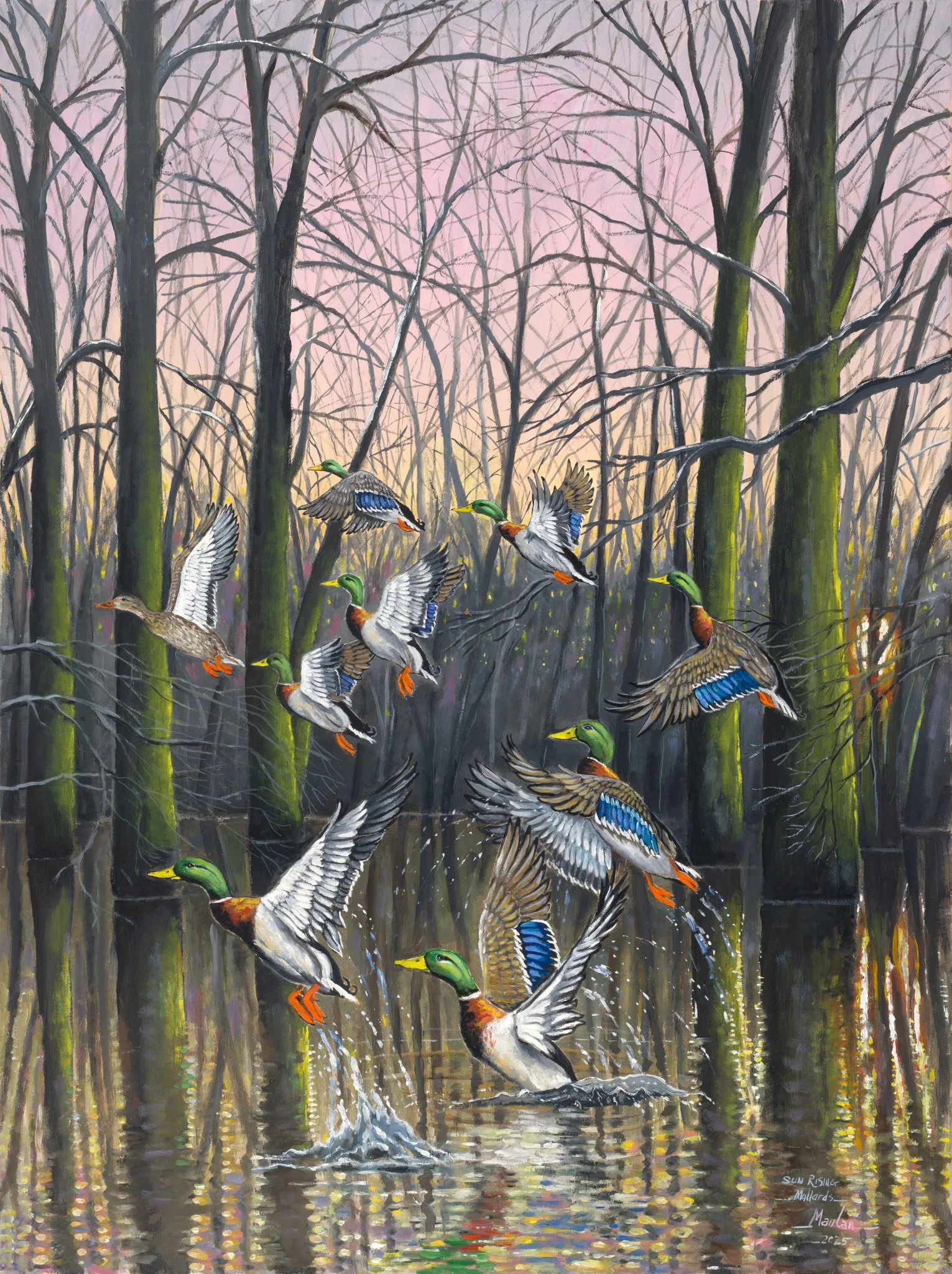 Sun Rising Mallards, 40x30"
