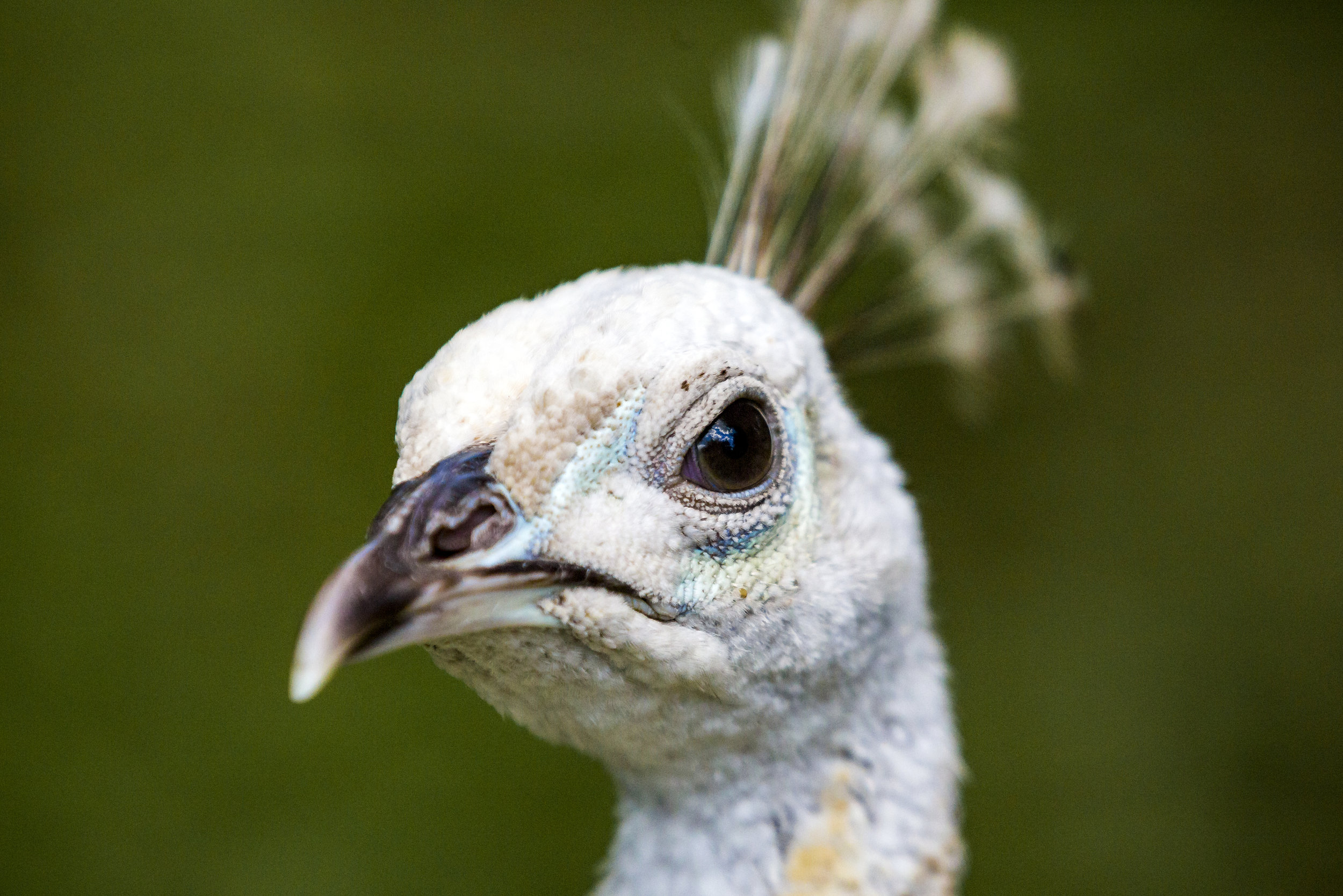 Some might say this is an arrogant bird …