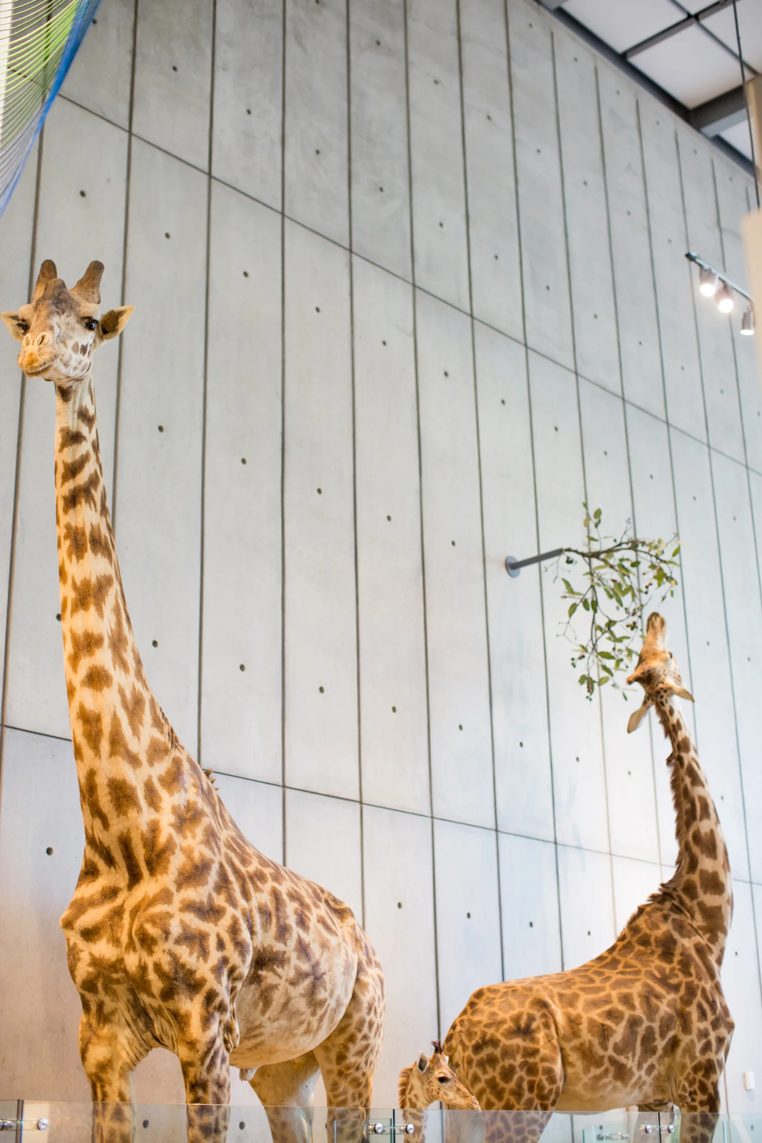 1-giraffe-academy-sciences.jpg