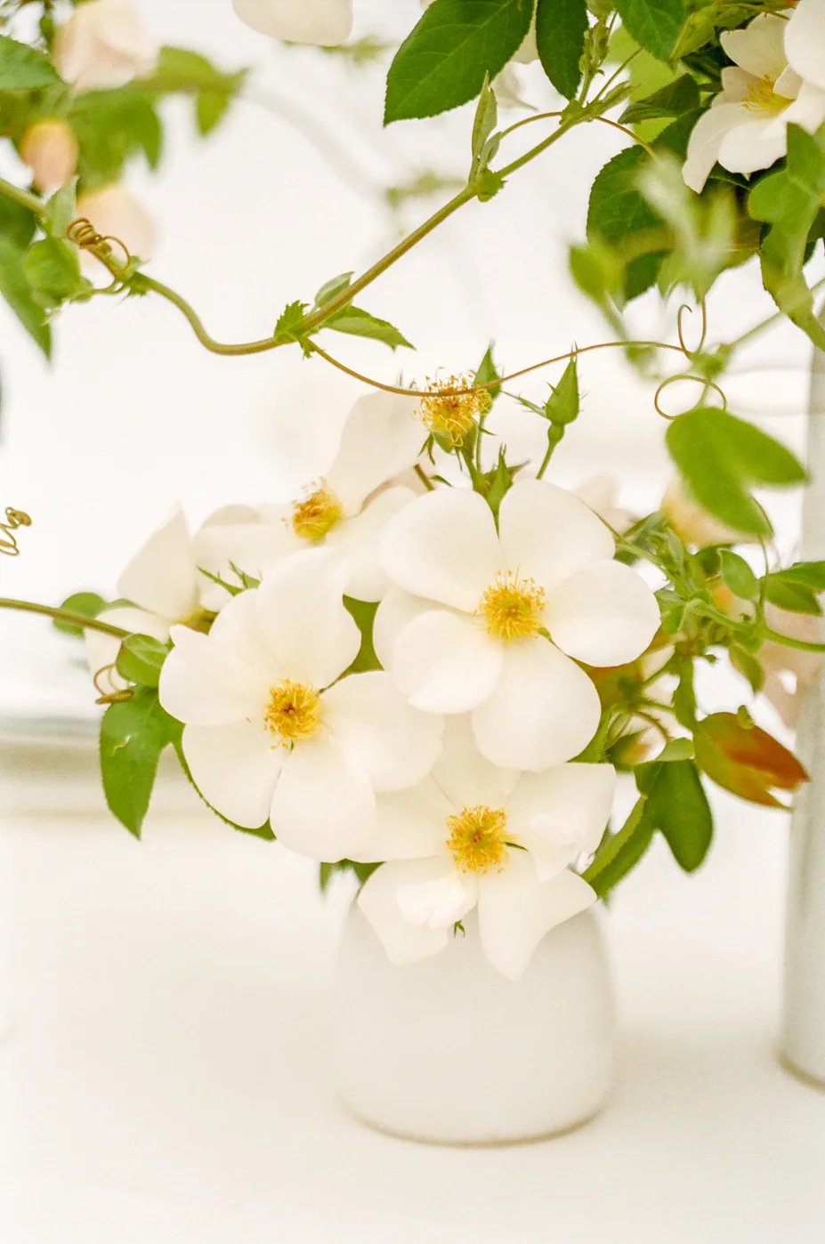 4-sally-holmes-roses.jpg
