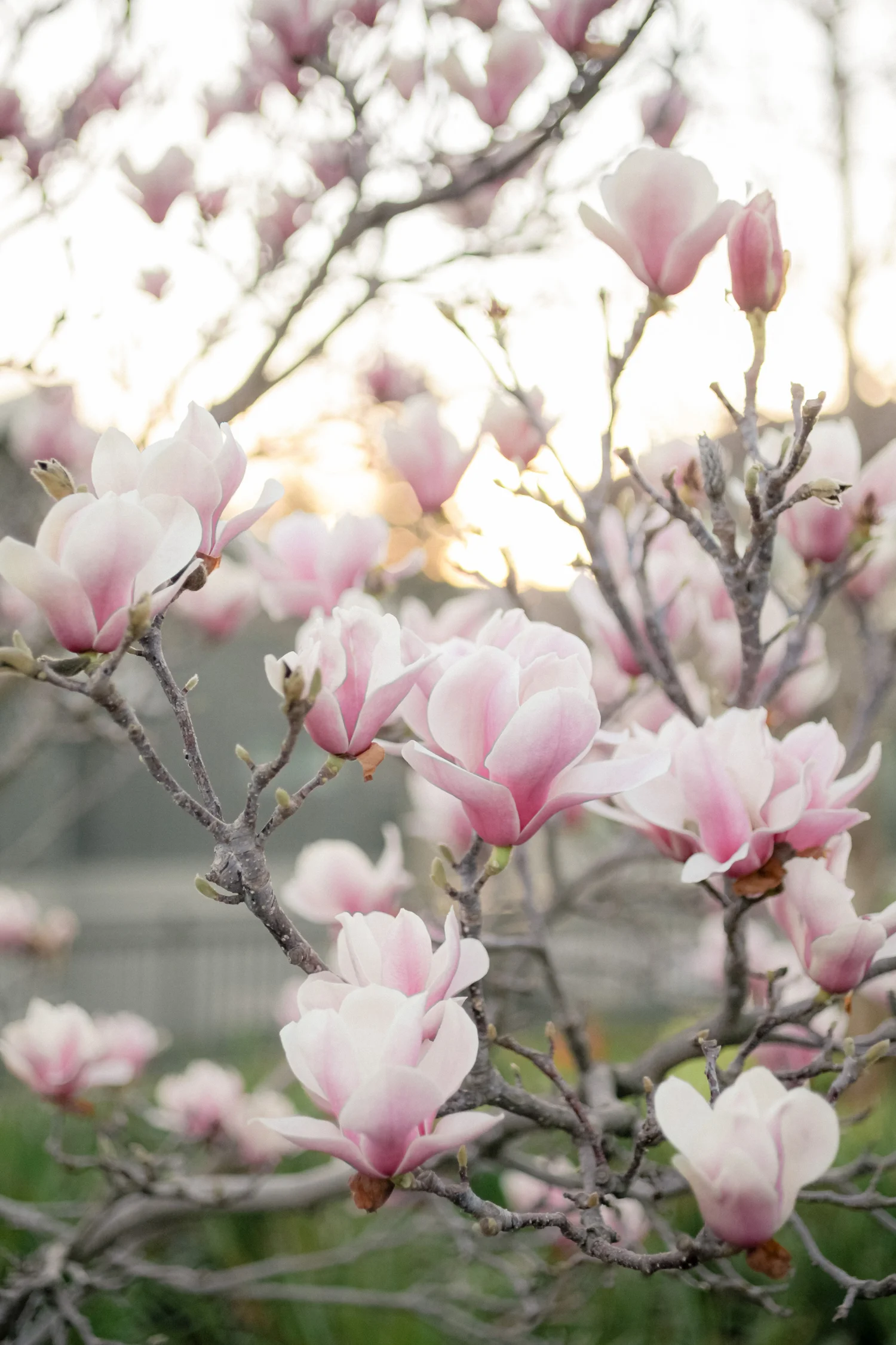 14-tulip-magnolia.jpg